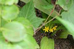 Curculigo orchioides